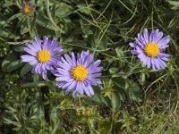 Aster alpinus 5, Saxifraga-Jan van der Straaten