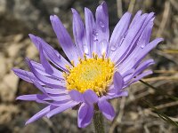Aster alpinus ssp cebennis 22, Saxifraga-Jan van der Straaten