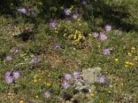 Aster alpinus ssp cebennis 23, Saxifraga-Jan van der Straaten