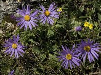 Aster alpinus ssp cebennis 25, Saxifraga-Jan van der Straaten