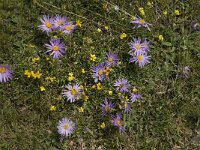 Aster alpinus ssp cebennis 26, Saxifraga-Jan van der Straaten