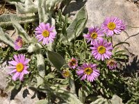 Aster alpinus ssp dolomiticus 35, Saxifraga-Harry Jans  Aster alpinus ssp. dolomiticus