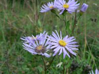 Aster amellus 2, Saxifraga-Jan Willem Jongepier