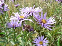 Aster amellus 3, Saxifraga-Jan Willem Jongepier