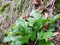 Aster bellidiastrum 14, Saxifraga-Rutger Barendse