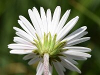 Aster bellidiastrum 22, Saxifraga-Sonja Bouwman  Alpenmadelief - Aster bellidiastrum - Asteraceae familie