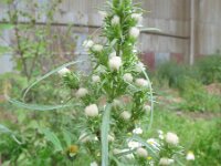 Aster brachyactis 2, Saxifraga-Rutger Barendse
