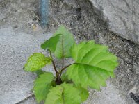Aster divaricatus 3, Saxifraga-Rutger Barendse