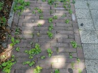 Aster divaricatus 6, Saxifraga-Rutger Barendse