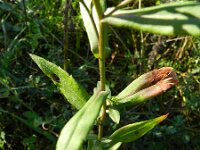 Aster laevis 3, Gladde aster, Saxifraga-Rutger Barendse