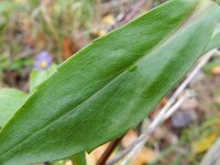 Aster laevis 4, Gladde aster, Saxifraga-Rutger Barendse