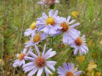 Aster laevis 5, Gladde aster, Saxifraga-Rutger Barendse
