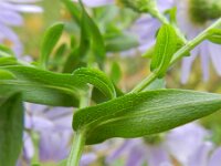 Aster laevis 6, Gladde aster, Saxifraga-Rutger Barendse
