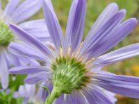 Aster laevis 7, Gladde aster, Saxifraga-Rutger Barendse
