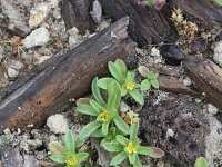 Asteriscus aquaticus 12, Saxifraga-Rutger Barendse