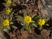 Asteriscus aquaticus 14, Saxifraga-Willem van Kruijsbergen