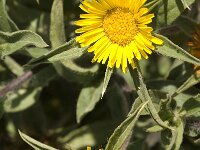 Asteriscus aquaticus 2, Saxifraga-Jan van der Straaten