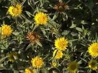 Asteriscus aquaticus 3, Saxifraga-Jan van der Straaten