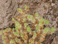 Asteriscus graveolens ssp stenophyllus 2, Saxifraga-Rutger Barendse