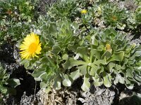 Asteriscus sericeus 2, Saxifraga-Rutger Barendse