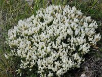 Astragalus angustifolius 10, Saxifraga-Harry Jans