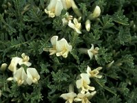 Astragalus angustifolius 11, Saxifraga-Jan van der Straaten