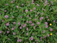 Astragalus echinatus 3, Saxifraga-Ed Stikvoort : São Bartolomeu des Messines s9900