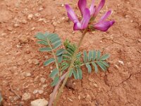 Astragalus echinatus 4, Saxifraga-Ed Stikvoort : Vale Fuzeiros
