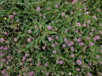 Astragalus echinatus 5, Saxifraga-Ed Stikvoort : São Bartolomeu des Messines