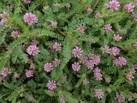 Astragalus echinatus 6, Saxifraga-Ed Stikvoort : São Bartolomeu des Messines