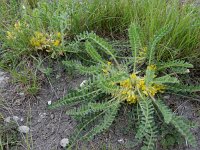 Astragalus exscapus 7, Saxifraga-Ed Stikvoort