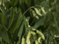 Astragalus frigidus 3, Saxifraga-Willem van Kruijsbergen