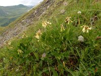 Astragalus frigidus 6, Saxifraga-Ed Stikvoort