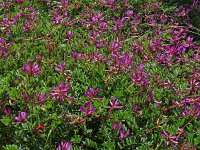 Astragalus glaux 10, Saxifraga-Hans Grotenhuis