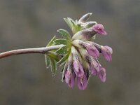 Astragalus glaux 4, Saxifraga-Jan van der Straaten