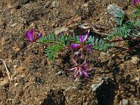 Astragalus glaux 7, Saxifraga-Hans Grotenhuis