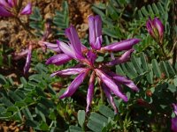 Astragalus glaux 8, Saxifraga-Hans Grotenhuis