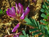 Astragalus glaux 9, Saxifraga-Hans Grotenhuis