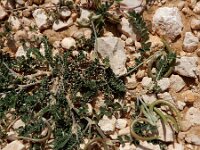 Astragalus hamosus 4, Saxifraga-Ed Stikvoort : Krani