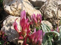 Astragalus illyricus 2, Saxifraga-Jasenka Topic