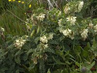 Astragalus lusitanicus 13, Saxifraga-Willem van Kruijsbergen