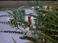 Astragalus lusitanicus 4, Saxifraga-Rutger Barendse