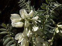 Astragalus lusitanicus 7, Saxifraga-Willem van Kruijsbergen