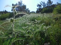 Astragalus macrocephalus ssp finitimus 2, Saxifraga-Ed Stikvoort