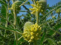 Astragalus macrocephalus ssp finitimus 3, Saxifraga-Ed Stikvoort