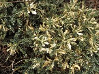 Astragalus massiliensis 4, Saxifraga-Piet Zomerdijk