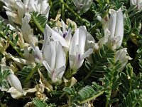 Astragalus massiliensis 7, Saxifraga-Hans Grotenhuis