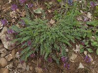 Astragalus monspessulanus 15, Saxifraga-Willem van Kruijsbergen