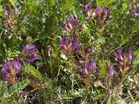 Astragalus monspessulanus 5, Saxifraga-Willem van Kruijsbergen