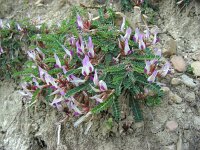 Astragalus schizopterus 2, Saxifraga-Ed Stikvoort